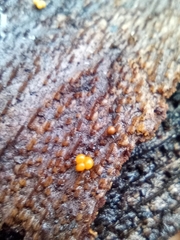 Dacrymyces stillatus