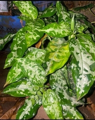 Dieffenbachia seguine