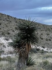 Yucca faxoniana