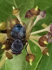 Calliphora vicina