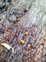 Dacrymyces stillatus