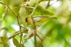 Hemithraupis guira