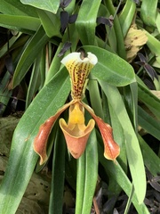 Paphiopedilum