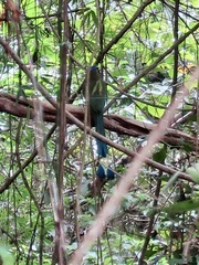 Momotus subrufescens