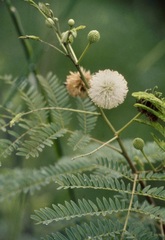 Leucaena leucocephala
