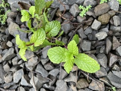 Mentha spicata