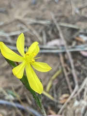 Moraea lewisiae
