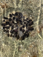 Mytilidae