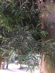 Afrocarpus falcatus