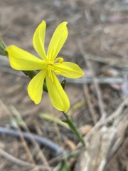 Moraea lewisiae