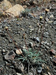 Chaenactis santolinoides