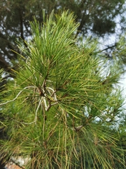 Pinus pinea