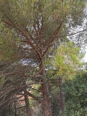 Pinus pinea