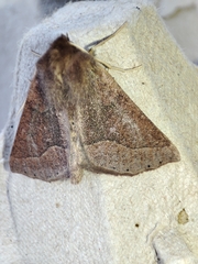 Crocallis tusciaria