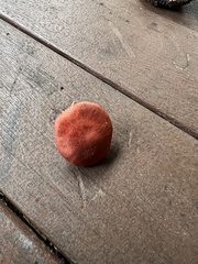 Cortinarius sanguineus