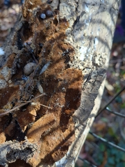 Fuscoporia gilva
