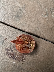 Cortinarius sanguineus