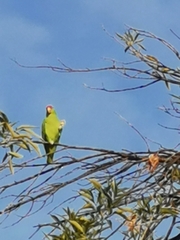 Amazona autumnalis