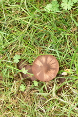 Pseudoclitocybe cyathiformis