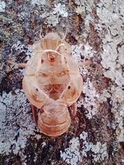 Cicadidae