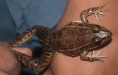 Forrer's Grass Frog photo 4