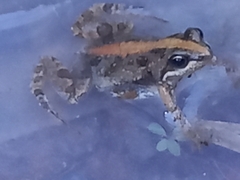 Cacosternum boettgeri