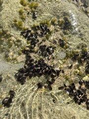 Mytilidae