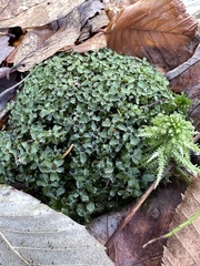 Rhizomnium punctatum