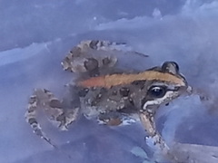 Cacosternum boettgeri