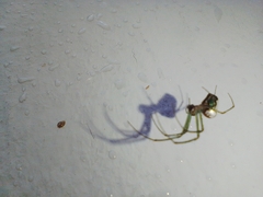 Leucauge