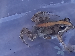 Cacosternum boettgeri
