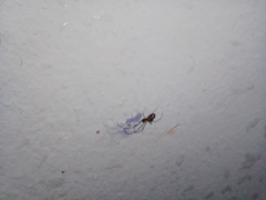 Leucauge