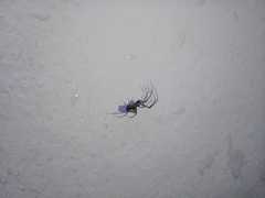 Leucauge