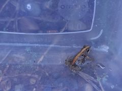 Cacosternum boettgeri