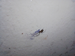 Leucauge