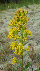 Solidago nemoralis