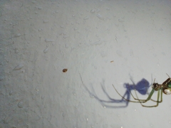 Leucauge