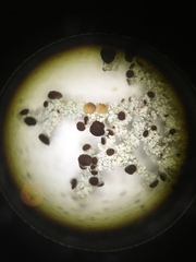 Stereocaulon
