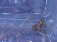 Cacosternum boettgeri
