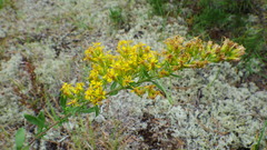Solidago nemoralis