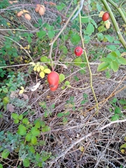 Rosa canina