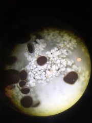 Stereocaulon