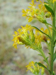Solidago nemoralis