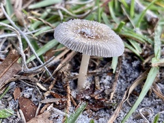 Amanita vaginata