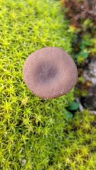 Clitocybe barbularum