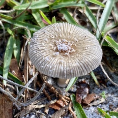 Amanita vaginata
