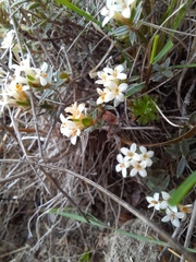 Pimelea oreophila lepta
