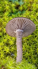 Clitocybe barbularum