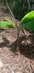 Musa × paradisiaca