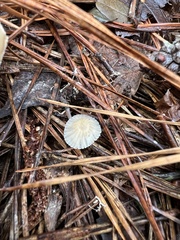 Heliomyces decolorans